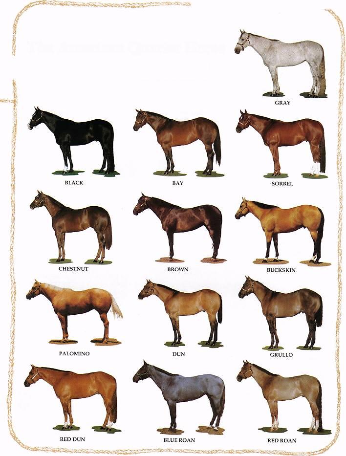 Chestnut Horse Color Chart