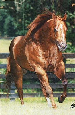 South African Quarter Horse Association - Horse Details