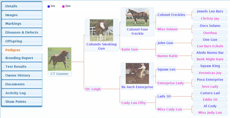 HorseInfoPedigree.jpg