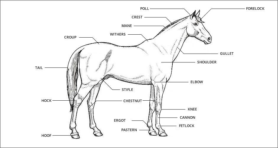 Breed Characteristics